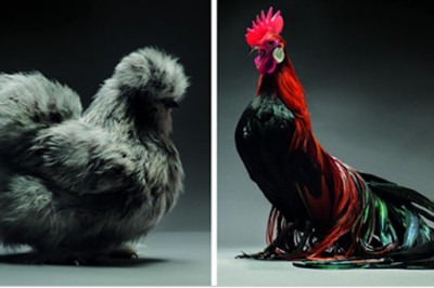 Stworzył galerię najpiękniejszych kur i kurczaków! Nie miałam pojęcia, że mogą wyglądać tak pięknie! 
