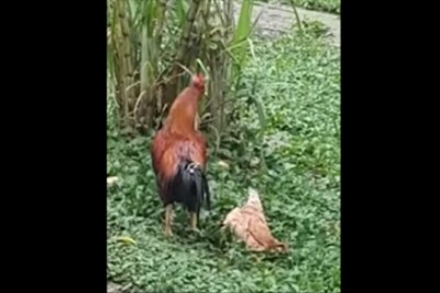 Kura udaje trupa, żeby kogut dał jej spokój! Czyli ból głowy u kobiety w kurzej odmianie :D