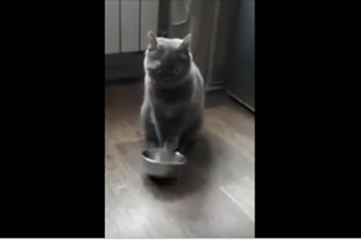 Hej człowiek, ta miska jest pusta! Głodny kitku w wymowny sposób sygnalizuje co tu jest nie tak :D