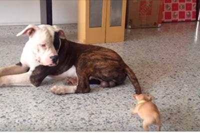 Amerykański buldog kontra chihuahua! Ten pies jest naprawdę agresywny!