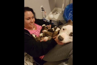   Adoptowała ciężarną sunię! To co zrobiła dla niej psia mama po porodzie, wzrusza do łez!