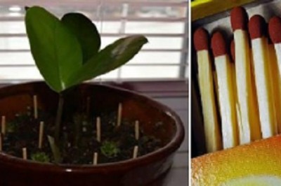 Do doniczki z kwiatami powtykała zapałki! Kiedy zrozumiesz dlaczego sama zaczniesz stosować ten trik! 