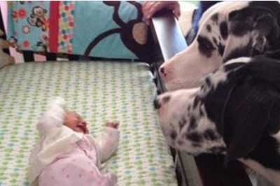 Rodzice tylko na chwilę zostawili dziecko same z psami! Zobacz co zostali gdy wrócili po chwili