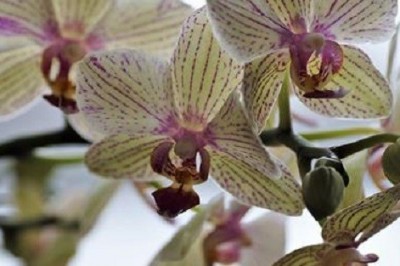 Dowiedz się jak dbać o storczyki, żeby rosły o wiele szybciej! Te piękne kwiaty wymagają pielęgnacji! 