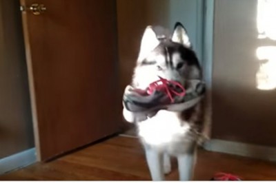 Ja nic na ten temat nie wiem! Mądry husky kłóci się z właścicielką o kradzież buta!
