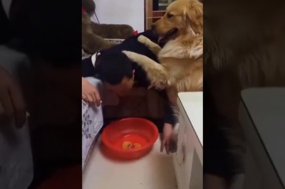 Gdy wracasz nawalony do chaty po imprezce, ale nie musisz się o nic martwić, bo masz genialnego psa :D