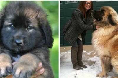 Szczeniaki tych ras są malutkie i słodkie! Ale gdy dorosną stają się wielkimi, majestatycznymi psami!