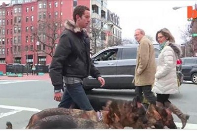 Prowadzi 5 owczarków po ruchliwej ulicy! Mijający go przechodnie przecierają oczy ze zdumienia! 