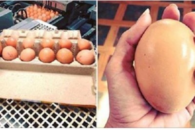 Znalazł w kurniku olbrzymie jajo! Gdy pękła w końcu skorupka, nie mógł uwierzyć własnym oczom!