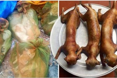 Zrobił zdjęcia zaplecza targu z kotami na ulicach Wietnamu! Te zdjęcia przyprawiają o dreszcze!