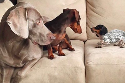 Dwa duże psiaki poznają swoją malutką siostrę! Reakcja zwierzaków przeszłą wszelkie oczekiwania! 