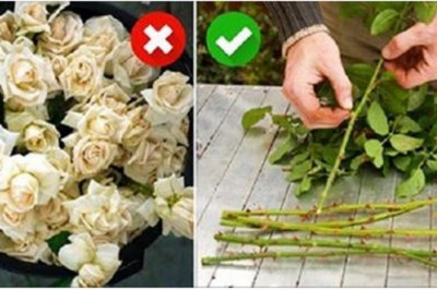 Nie wyrzucaj łodygi zwiędłych róż! Dzięki tej sztuczce będziesz cieszyła się pięknymi kwiatami długi czas!