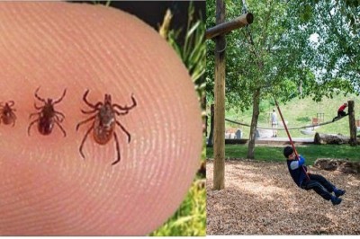 Są wielkości ziarenek maku i mogą zaatakować nawet w parku! Nimfy kleszczy ciężej zauważyć niż dorosłe! 