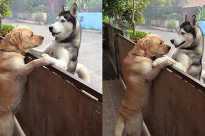 Ten pies ucieka z domu i pędzi do swojego przyjaciela! Ich spotkanie to wzruszający widok! 