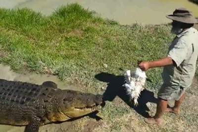   Ten gość nie wie co to strach! Czyli co Cię może zaskoczyć w płytkiej rzeczce w Australii!