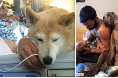 20 zdjęć ukazujących bezwarunkową miłość psów do ich właścicieli! Ich widok chwyta za serce! 