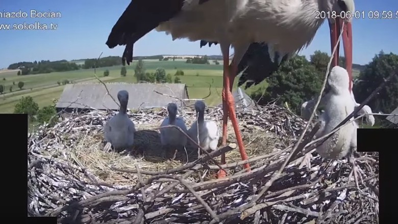 Natura jest okrutna! Bocian wyrzuca jednego pisklaka z gniazda, żeby pozostałe mogły przeżyć!