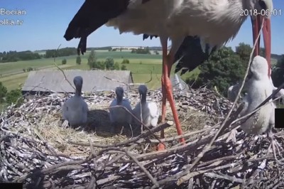 Natura jest okrutna! Bocian wyrzuca jednego pisklaka z gniazda, żeby pozostałe mogły przeżyć!
