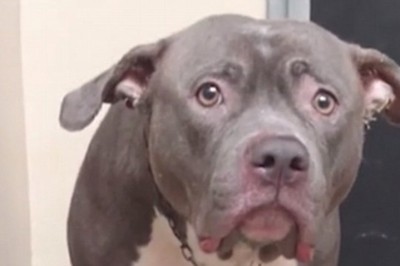 Uświadomiła sobie, że właściciele zostawiają go w schronisku i nie wrócą! Prawdziwy smutek i pękające serce!  