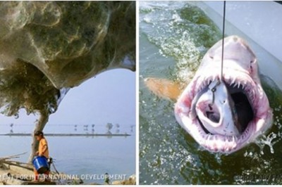 Te zdjęcia wyglądają jak z Photoshopa, ale to prawdziwe cuda natury! Ciężko uwierzyć! 