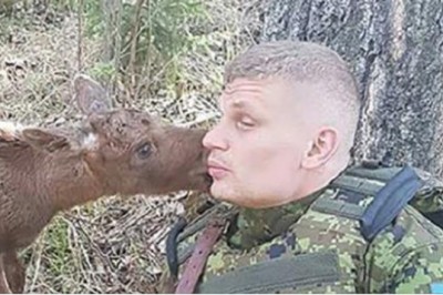 Mały łoś podchodzi do żołnierza w środku lasu! Szybko zorientował się, że zwierzak chce mu coś przekazać! 