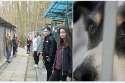 Polska młodzież nagrała teledysk, żeby pomóc psom ze schronisk! Efekt jest bardzo emocjonalny! 