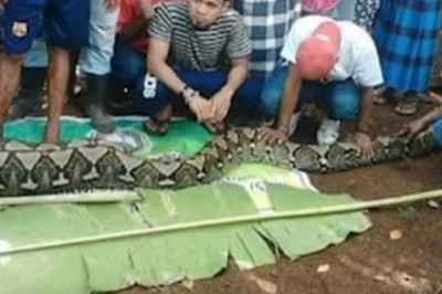 8,5-metrowy pyton połknął kobietę żywcem! Nagrano jak mieszkańcy wioski wycinają ją z ciała węża! 