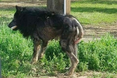 „Wilkołak” przez kilka miesięcy błąkał się przy drodze! W końcu kobieta podchodzi do niego i odkrywa coś strasznego!  