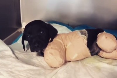 Temu szczeniakowi odcięto łapki i ogon! Bezbronny maluch został znaleziony w lesie! 