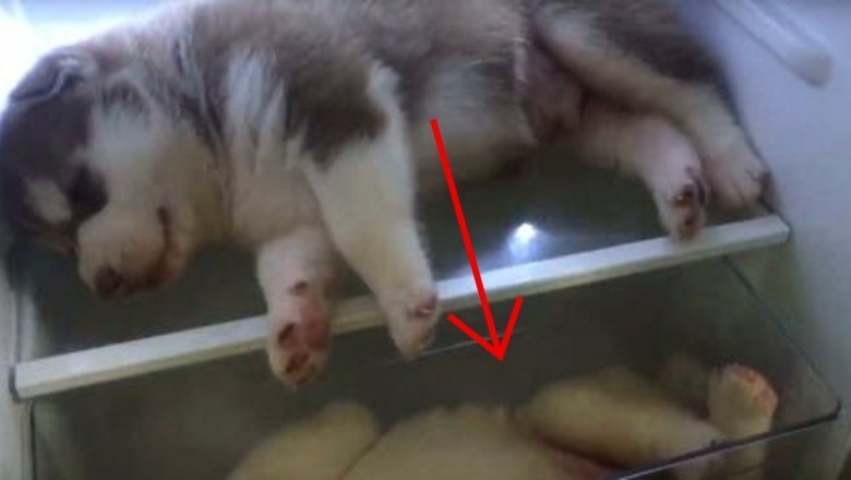 Otwiera lodówkę pełną szczeniaków Husky! Psiaki leżą tam z bardzo ważnego powodu!