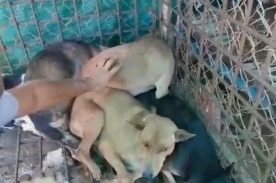 Psy w klatkach wyły z rozpaczy widząc jaki los je czeka! Wszystkie były przeznaczone na mięso na wesele! 