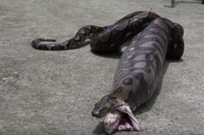 Wdarł się do domu i pożarł jednego z domowników! Tylko dla ludzi o mocnych nerwach!