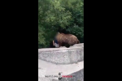 Pijany typ w Warszawie włazi na wybieg dla niedźwiedzi! Chciał sobie zrobić z nim selfie!