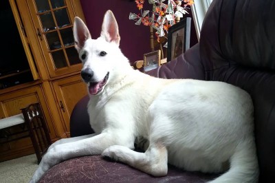 Ten pies puścił wyjątkowo głośnego bąka! Jego zdziwienie jest po prostu przezabawne!