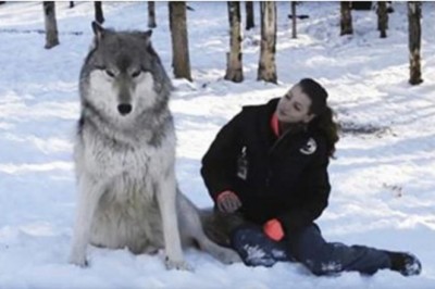 Olbrzymi wilk potulnie siada tuż obok niej! Teraz zobacz co się dzieje gdy spojrzeli sobie w oczy!