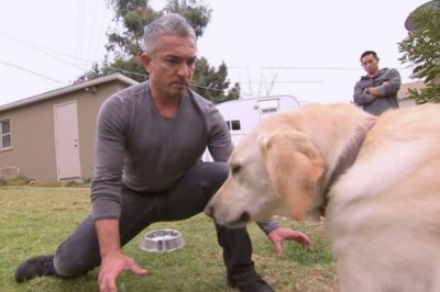 Tym razem coś poszło nie tak! Słynny zaklinacz psów nie przewidział reakcji agresywnego psa!