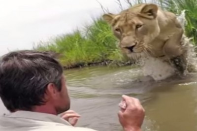 Po 7 latach lwica spotkała człowieka, który uratował jej życie! Wielki kot natychmiast się na niego rzuca! 