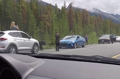 Myślisz, że widziałeś szczyt głupoty turystów? To zobacz tych co chcieli sfilmować niedźwiedzia!