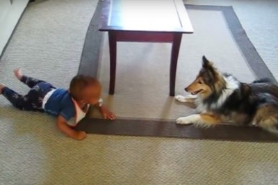 Zostawiła synka samego w pokoju z psem! Po chwili usłyszała głośny śmiech dziecka! 