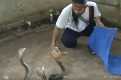 Ten gość to ma jaja ze stali! Selekcja jadowitych węży gołymi rękami!