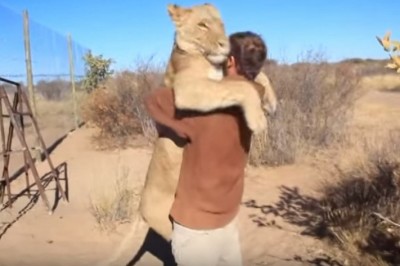 Zaskakująca reakcja lwicy na spotkanie ze swoim opiekunem! Łączy ich niesamowita więź!