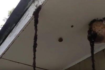 Niesamowita walka mrówek z gniazdem os! Natura potrafi zaskoczyć!