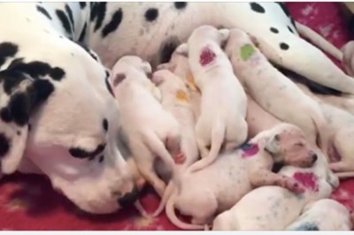 Suczka dalmatyńczyka zaczyna rodzić! Jej właściciele szybko zdali sobie sprawę z pomyłki weterynarza!