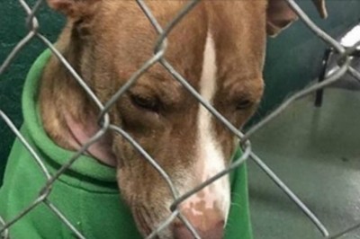 Ten porzucony piesek w świątecznym swetrze czekał na nowy dom przez długi czas, każdego dnia bojąc się o swoje życie!