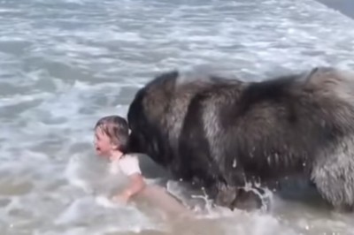 Pies obserwuje dziecko kąpiące się w morzu! Gdy pomyślał, że dziewczynka tonie, zaczął ją ratować! 