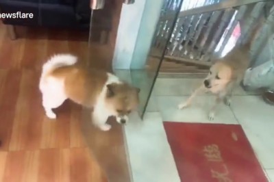 Typowy kozak w necie i jego zachowanie! Na żywo od razu wymięka! 