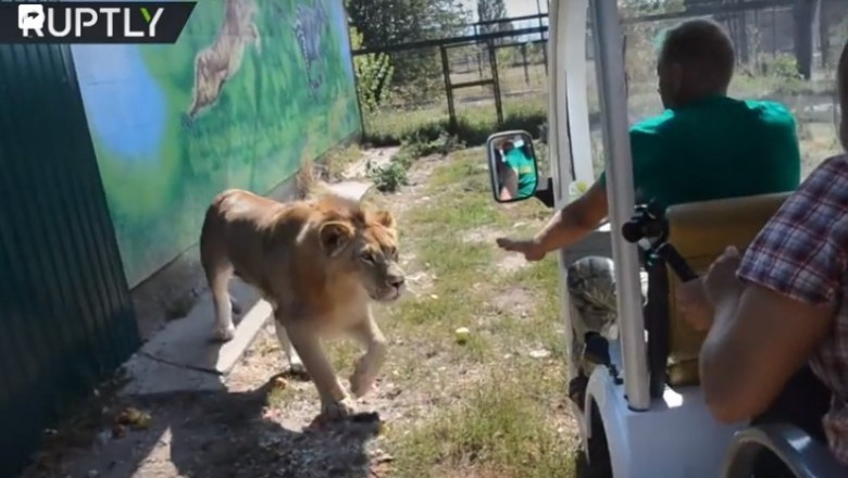 Lew wskoczył do kolejki pełnej ludzi zwiedzających zoo. Takiej atrakcji się nie spodziewali