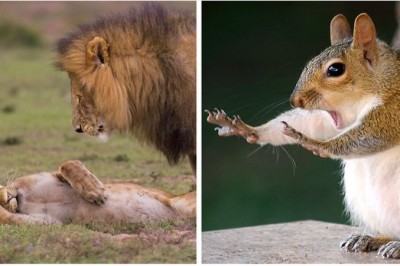 Lista najlepszych zdjęć dzikiej natury z 2018 roku. Te ujęcia są po prostu niesamowite i przezabawne 