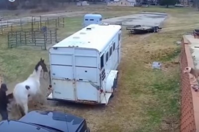 Pitbull przecenił swoje możliwości. Postanowił wystartować do konia