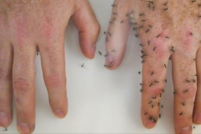 6 naturalnych sposobów na odstraszenie komarów. Dzięki temu pozbędziesz się tych uciążliwych owadów 